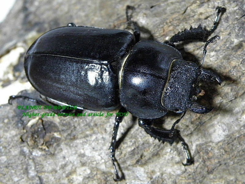 画像1: 希少・セルビアケルブスF1♂80mm♀47mmペア