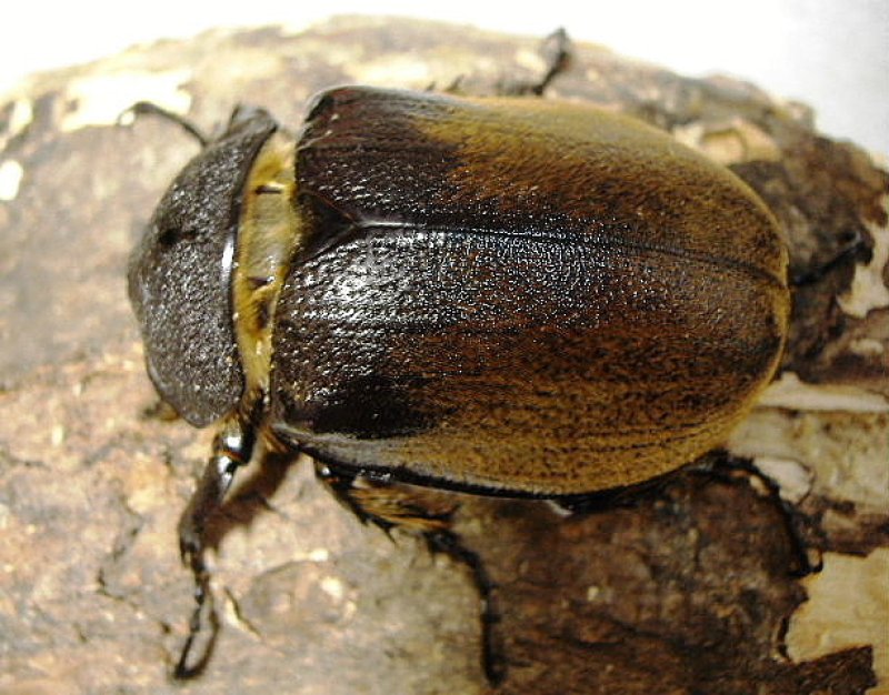 画像3: 遂に上陸・天然メガソマノゲイラペア