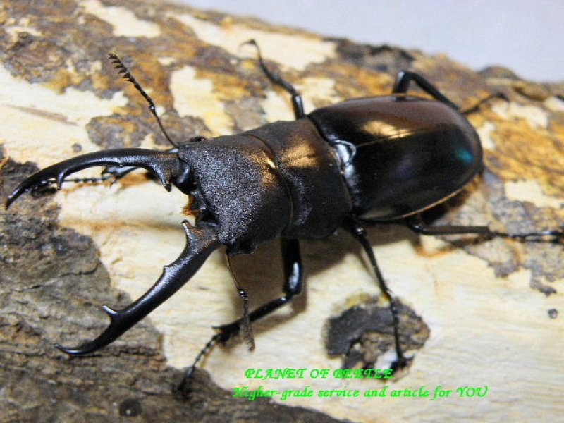 画像2: 希少インド産・アドンクスフタマタF2♂65mm♀39mmペア