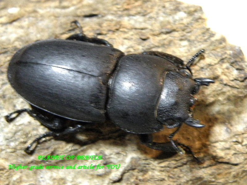 画像1: 8.21入荷・貴重韓国チョウセンヒラタ♂32mm♀21mmペア