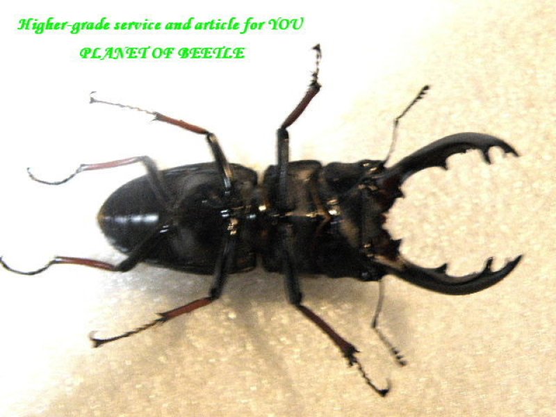 画像1: 新着タンザニア!天然エリザベスノコギリ♂64mm♀33mmペア