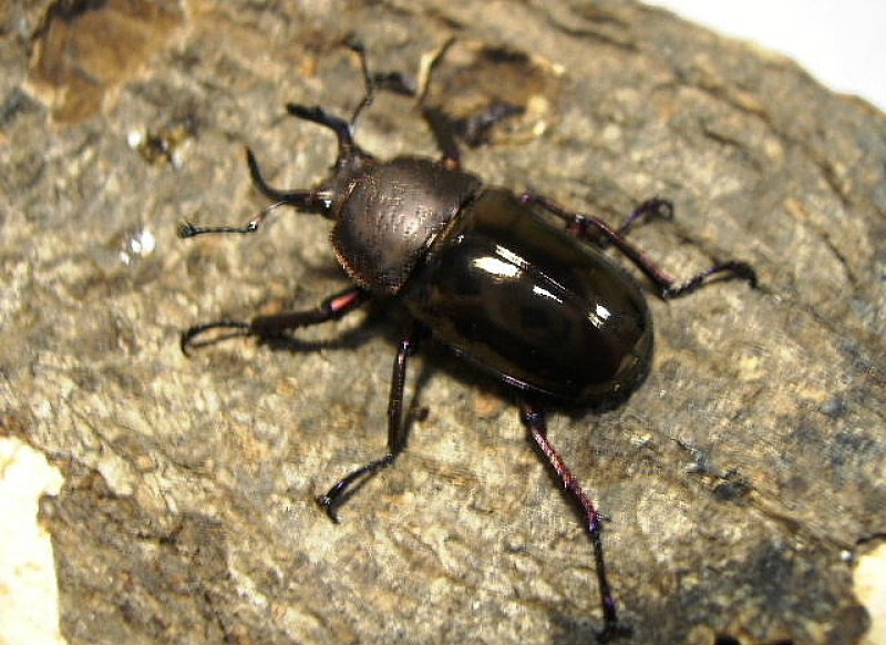 画像1: 厳選天然ドウイロペア