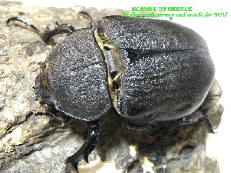 画像1: ペルーF1メガソマアクタエオン♂110mm♀74mmペア