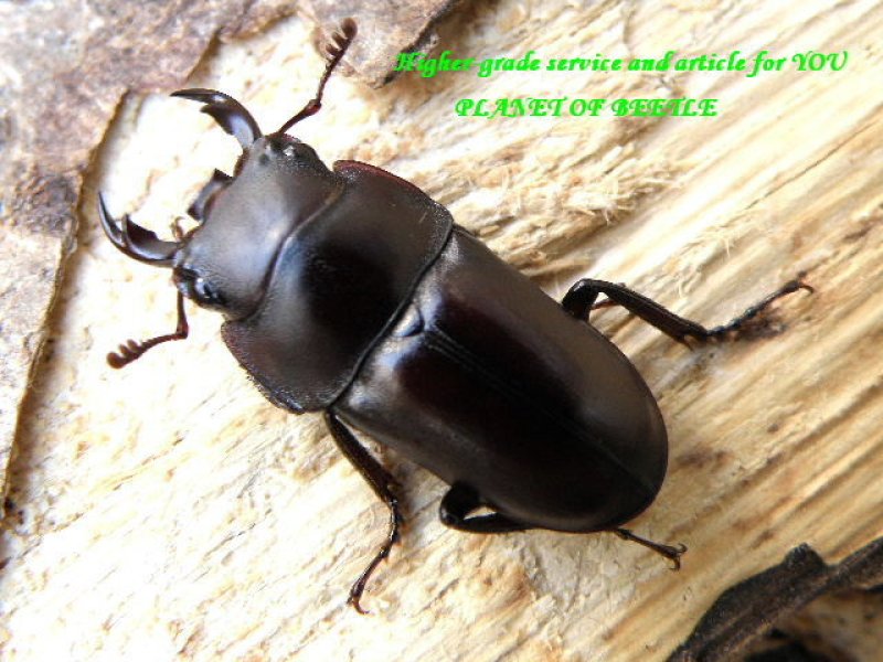 画像1: 新着中国!ヴェルニカトゥスコクワ♂18mm♀15mm完品ペア