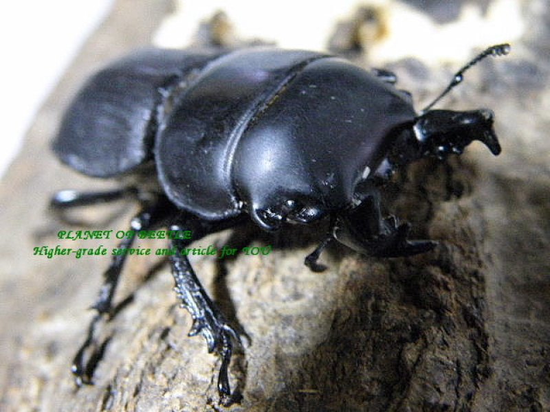 画像1: 新着・天然チリハネナシ♂36mm♀29mm特大ペア