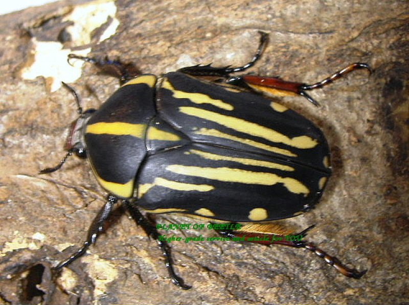 画像1: 最強のクラッツマリアナ♂70mm♀48mmペア