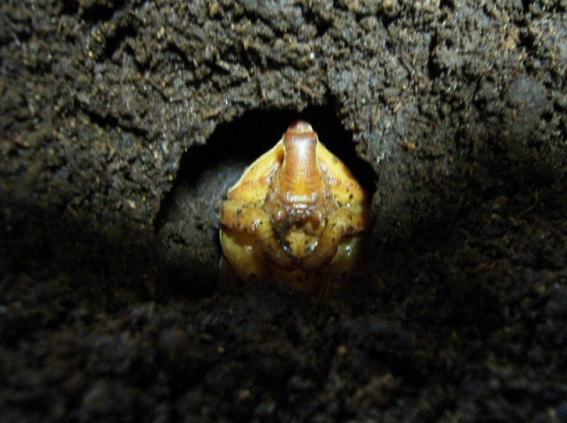 画像1: 【天然フンボルトヒナ・ブリード解説付き】