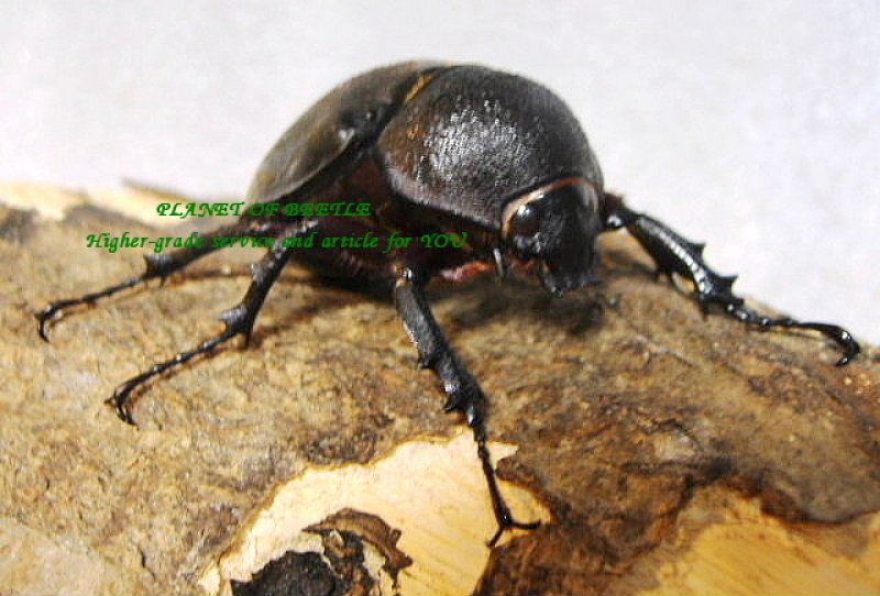 画像1: 7月新着ルゾン・アトラスへスペルス♂69mm♀51mmペア