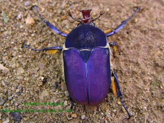 1/5新着-標本販売館 - PLANET OF BEETLE