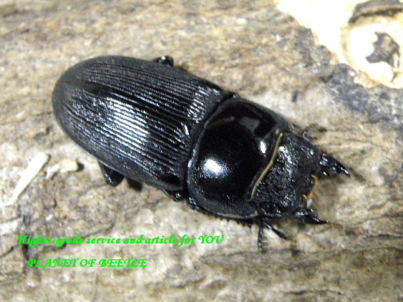 画像1: 本家！カンボジアリツセマ♂61mm＋♀37mm＋♀37mmトリオ