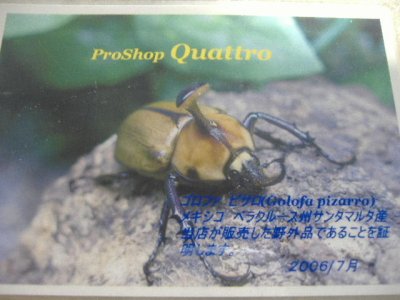 画像1: ゴロファピサロF1幼虫ペア