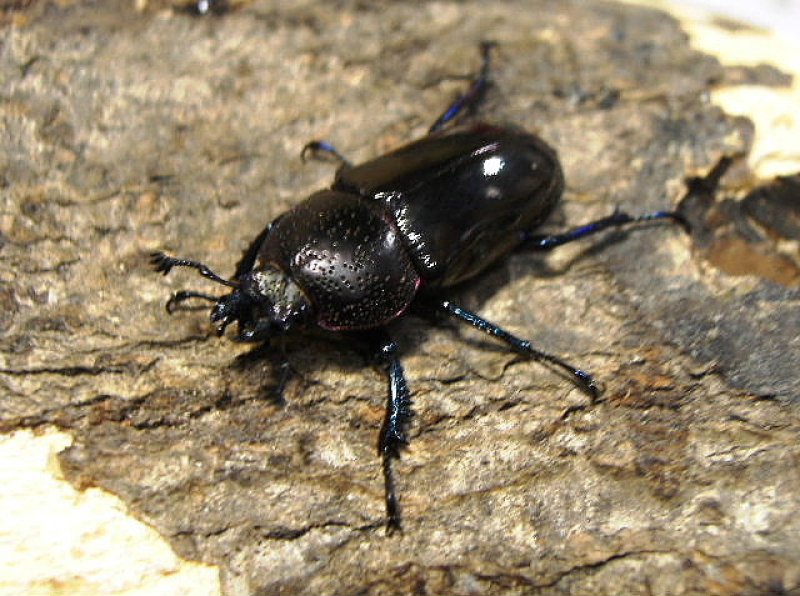 画像2: 厳選天然ドウイロペア