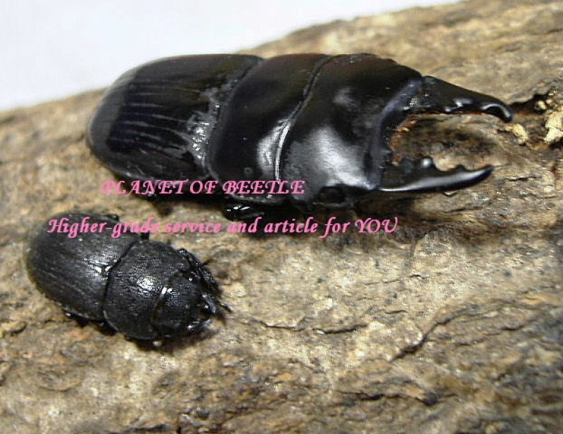 画像1: 2月新着・天然ウッドフォードネブトペア