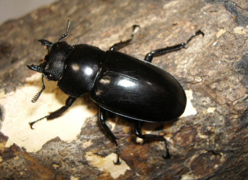 画像1: スペシャルプライス・天然フォルスター♂70mmBペア