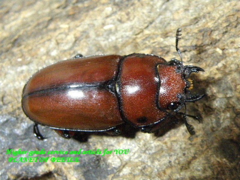 画像1: サービス品激レアチベット！天然ポルトンノコギリ♂36mm♀26mm完品ペア