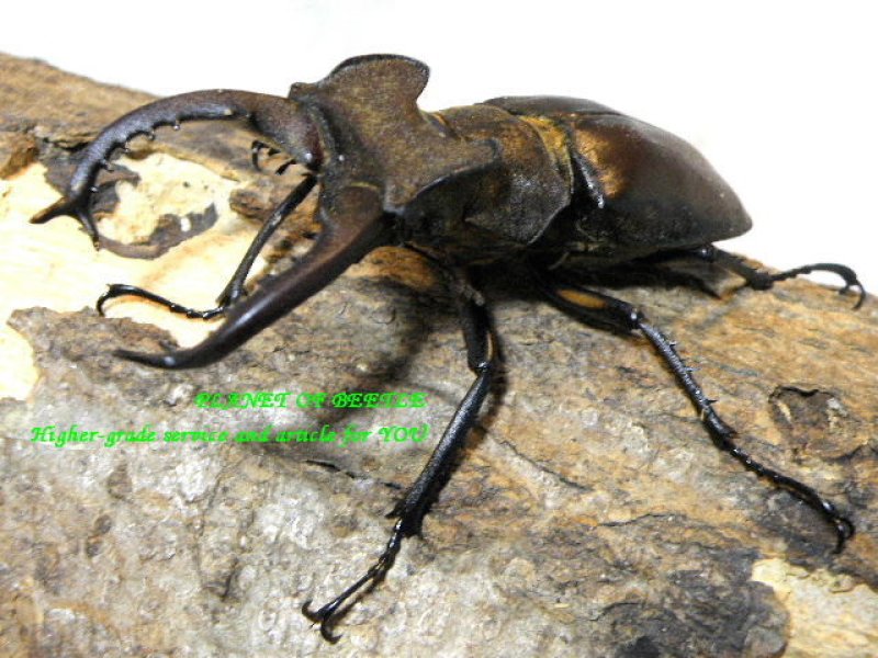 画像2: 新着・台中縣天然タカサゴミヤマ各サイズペア