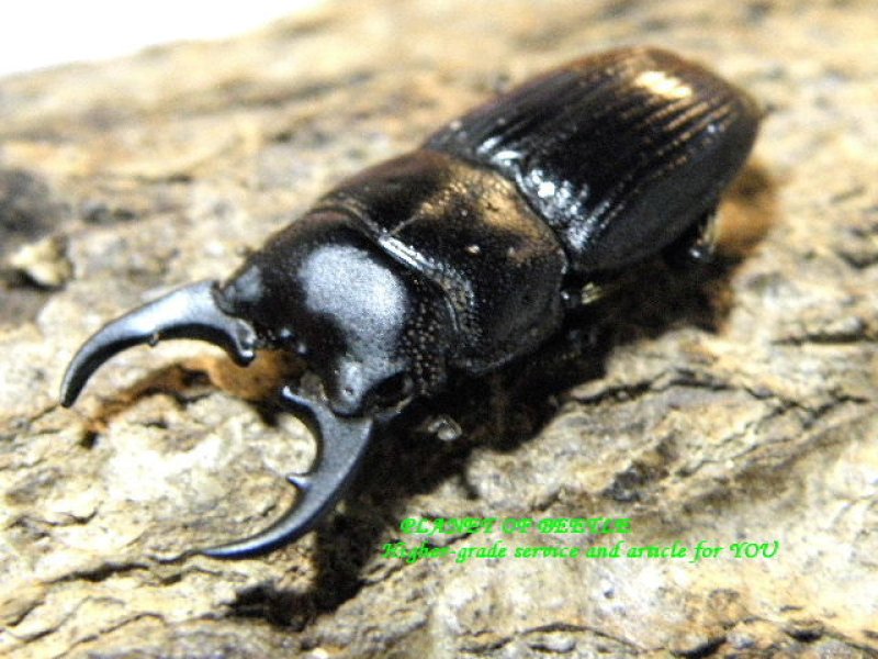 画像1: マスバテ産フィリピンネブトF1ペア