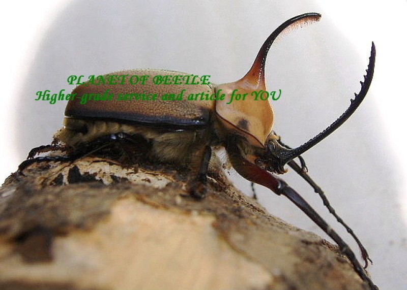 画像1: ゴロファアエギオンF1・極美品ペア