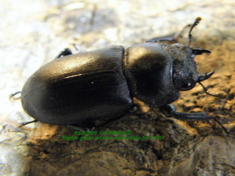 画像1: 中国最強小型ドルクス・ダビディスコクワ♂23mm♀21mm天然ペア