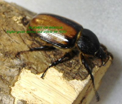 画像2: 今期最後・トゥクマン産ゴロファペラゴンF1♂赤♀黒♀トリオ