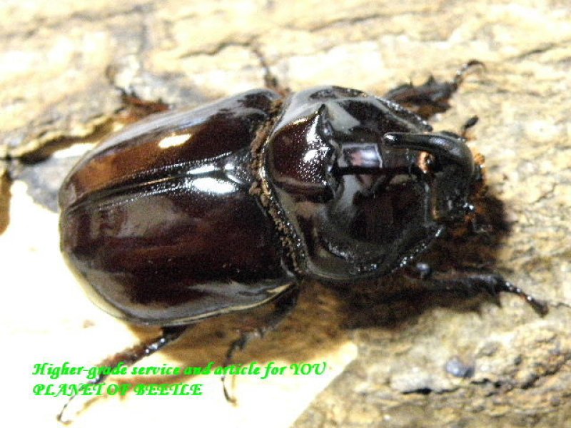 画像1: 大珍品・イリガーサイカブトLサイズF1ペア