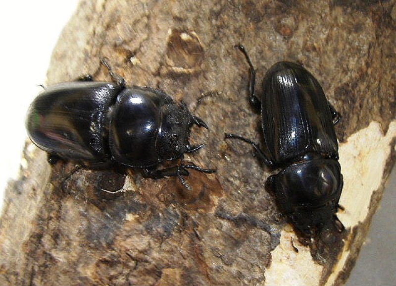 画像1: ベトナム・グランディス♂75mmペア(サービス♀付き)