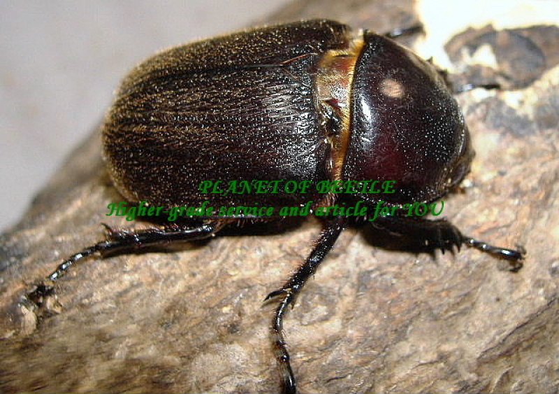 画像1: 天然ヒルトゥスヘラヅノ