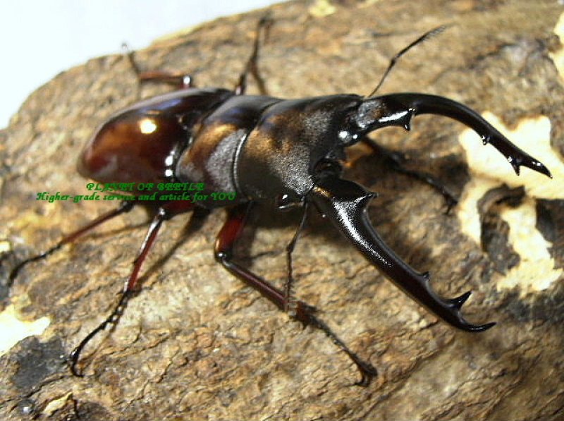 画像1: 9月新着ブータン・ボーリンフタマタ♂71mm♀40mmペア