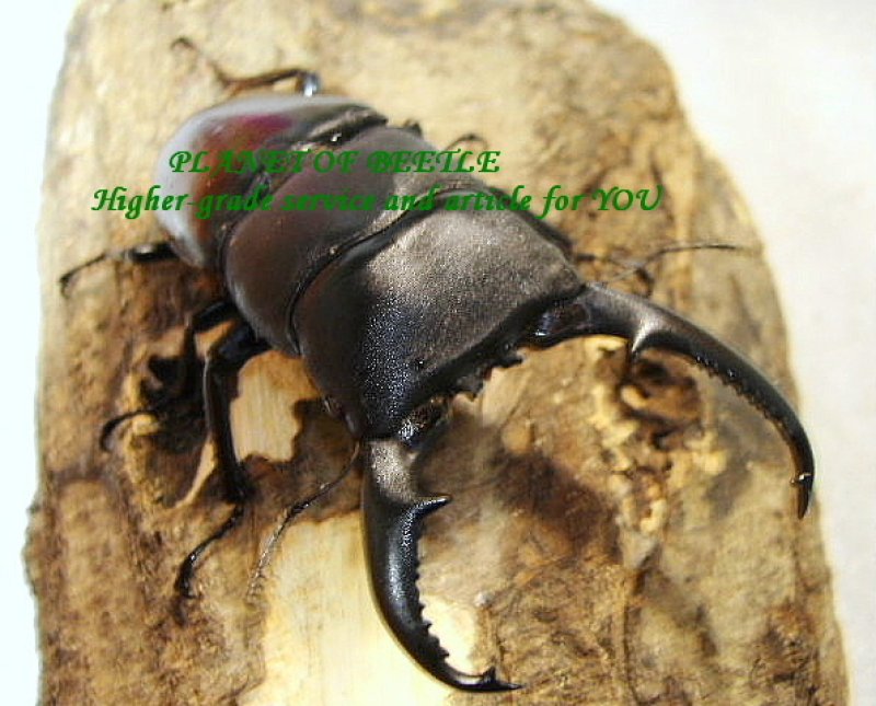 画像1: 天然パラワンオオヒラタペア