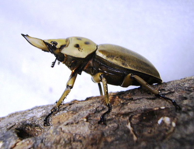 画像1: ボルネオオウゴンオニ(フルストルファー)ペア