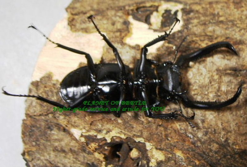 画像3: 6月新着・中央ベトナム産スペキオススシカsspペア