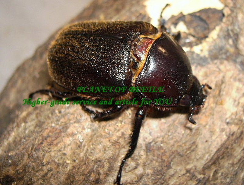 画像2: 天然ヒルトゥスヘラヅノ