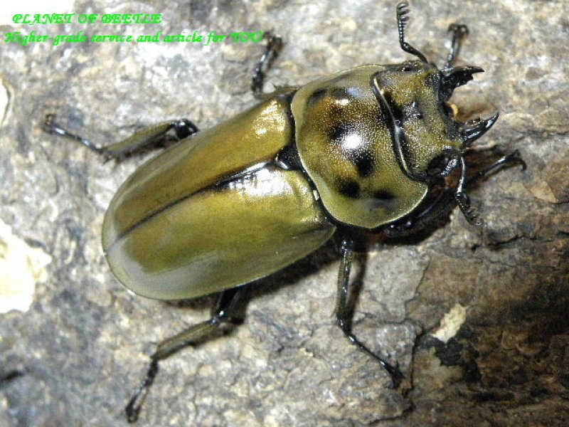 画像1: 激レア新着・天然カンチャナブリ産タイオウゴンオニ♂56mm♀39mmペア