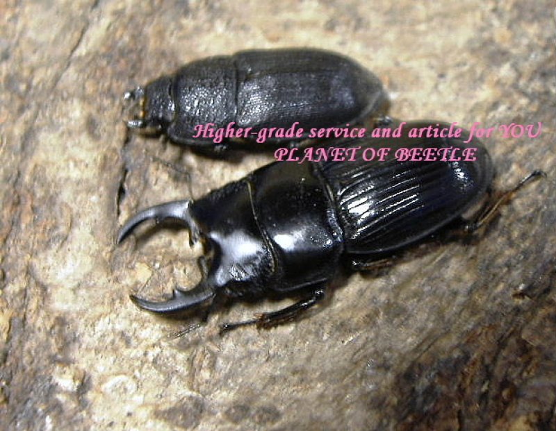 画像1: 2月新着・天然チェリフルキャンディエンシスネブトペア