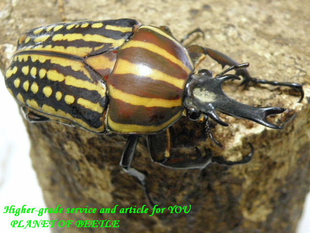 〇選べるミイロ、一部内容変更＼(^^＠)／