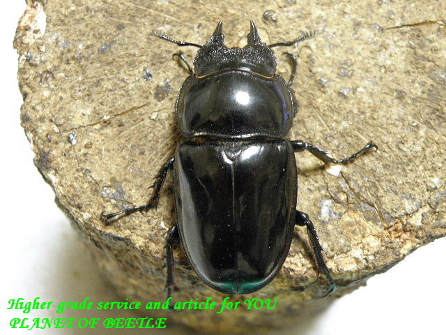 〇限定品各種は本日25日まで＼(^o^)／