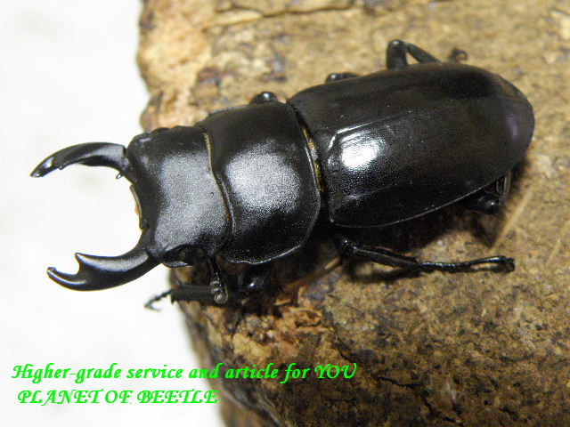 〇イベント中はポイントも貰えちゃう＼(^^＠)／