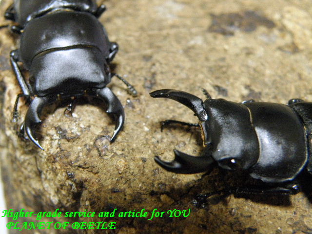 〇ヤフオク限定の特価品＼(^o^)／