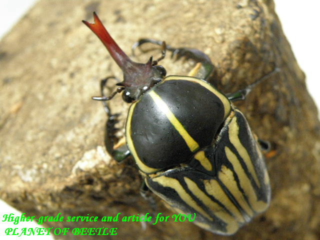 〇イベント最終日＋表示価格変更＼(^o^)／