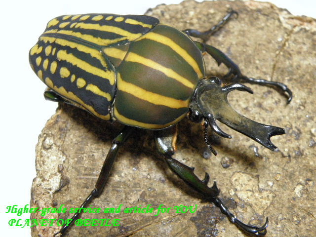 〇ミイロツノカナブン＼(^^＠)／