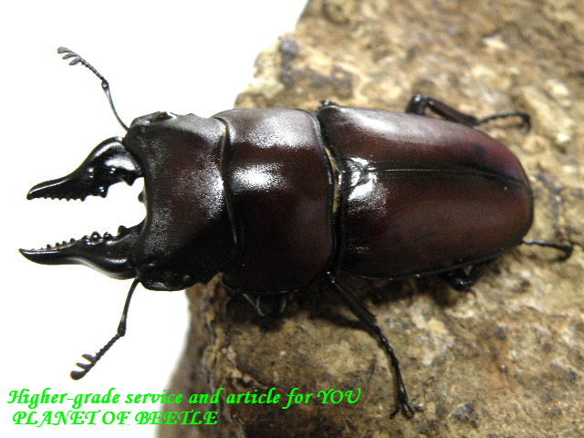 〇ナタールノコギリ＼(^^＠)／