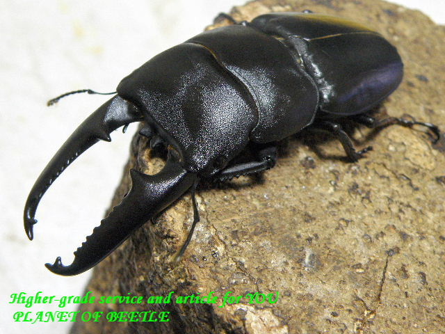 〇お買い得なファソルト＆クラッツ＼(^^＠)／