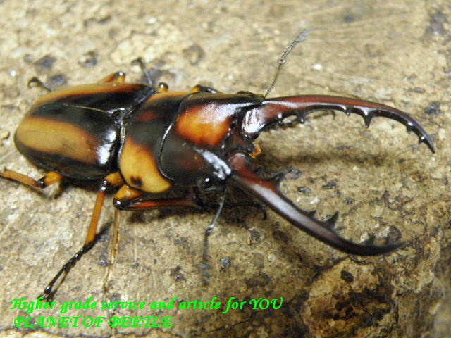 〇サバゲノコギリ＼(^o^)／