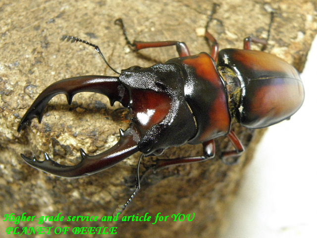 〇セットで送料無料に＼(^^＠)／