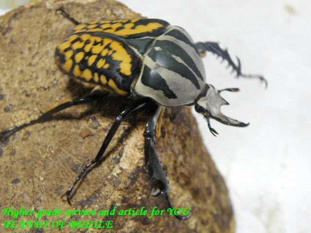 〇オーベル掲載しました＼(^o^)／