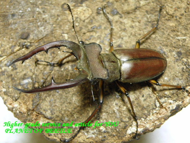 〇週末はポイント10倍に＼(^^＠)／