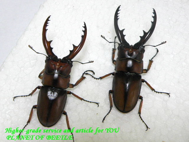 〇ポルトンノコギリ-part2＼(^o^)／