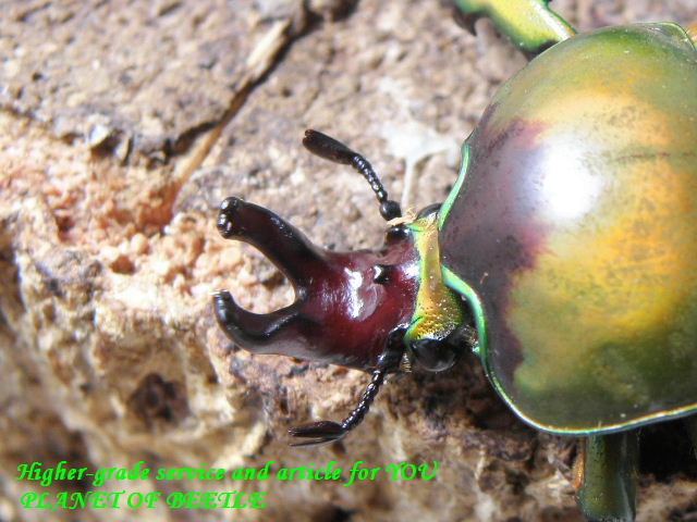 〇送料無料・本日最終日＼(^o^)／