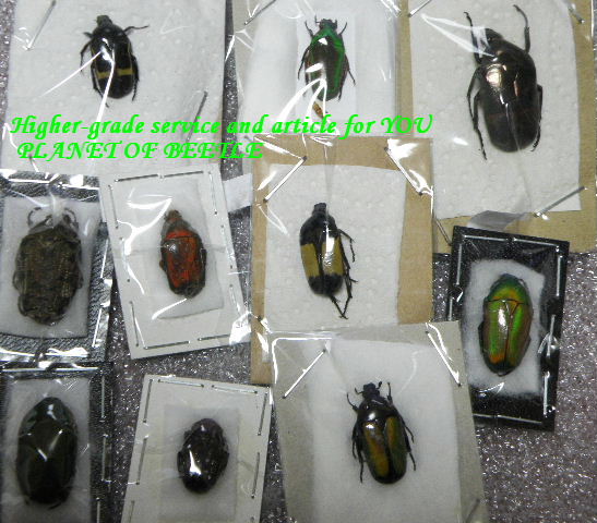 〇標本・ペトルコレクション＼(^o^)／