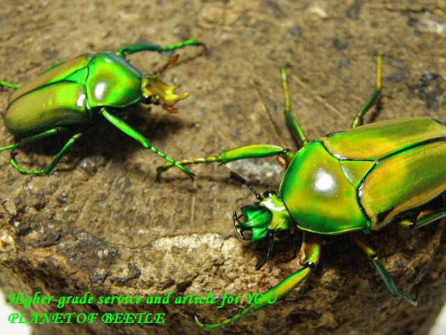 〇単品も掲載中です＼(^o^)／